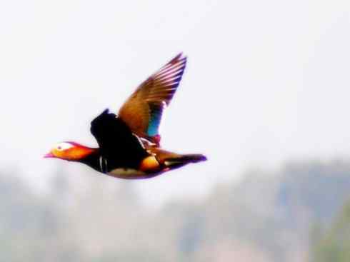 家禽驯化之源之七