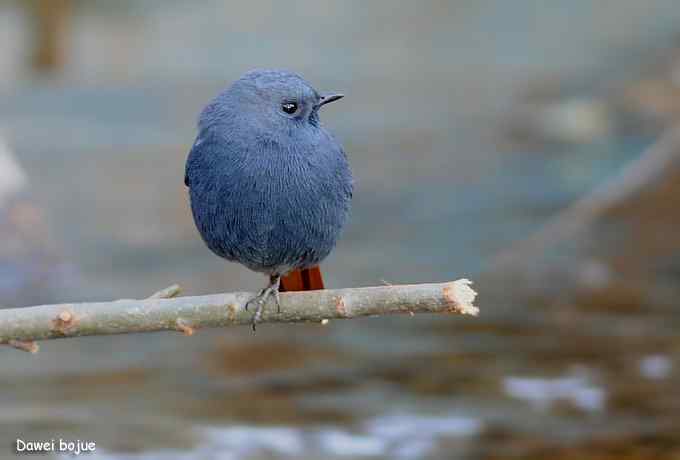 十渡几只鸟 十渡几只鸟