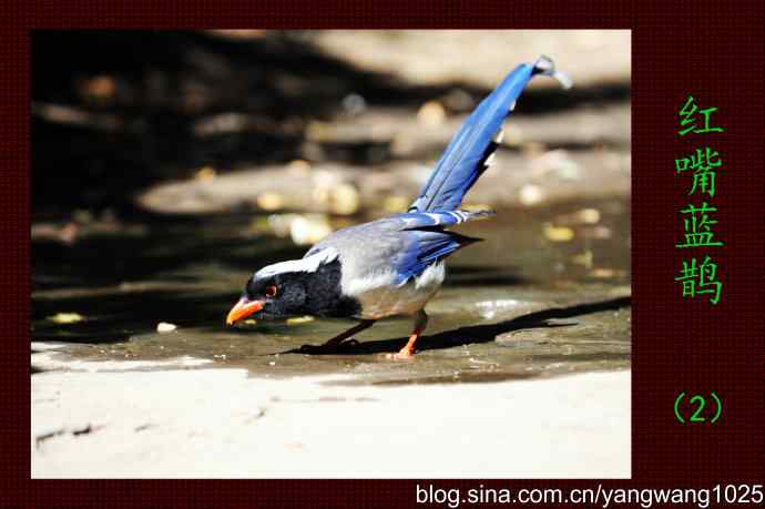 红嘴蓝鹊（2）