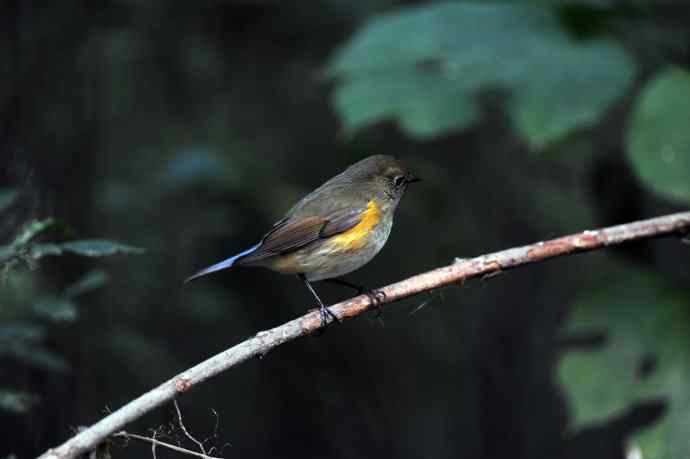 雌性红胁蓝尾鸲(58) 雌性红胁蓝尾鸲(58)