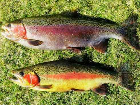 自然奇观：动物大迁徙(大马哈鱼)