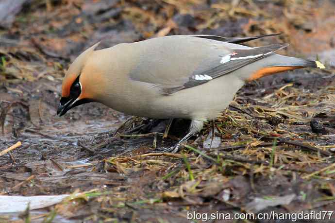 波希米亚太平鸟