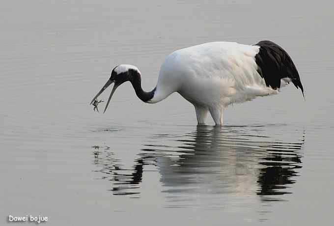 湿地之神：丹顶鹤