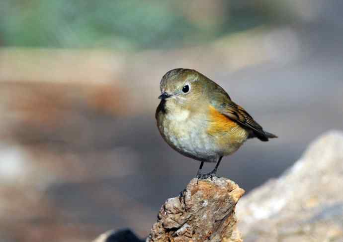 雌性红胁蓝尾鸲（27）