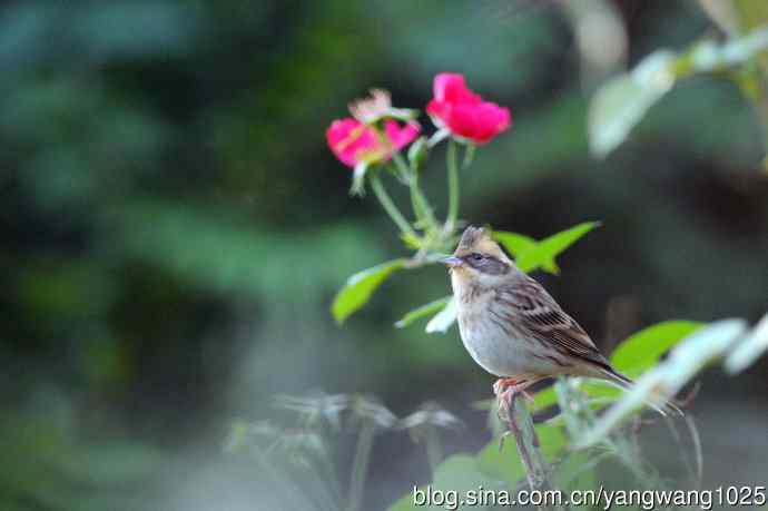 雌性黄喉鹀(4) 雌性黄喉鹀(4)