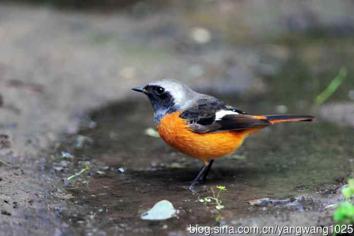 雄性北红尾鸲（14）