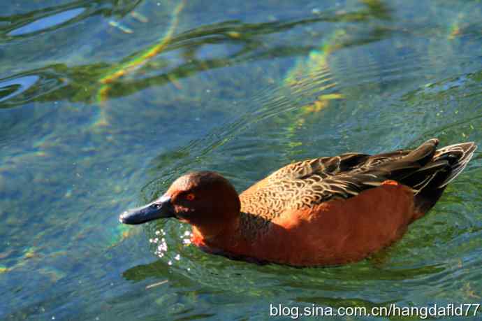 桂红鸭