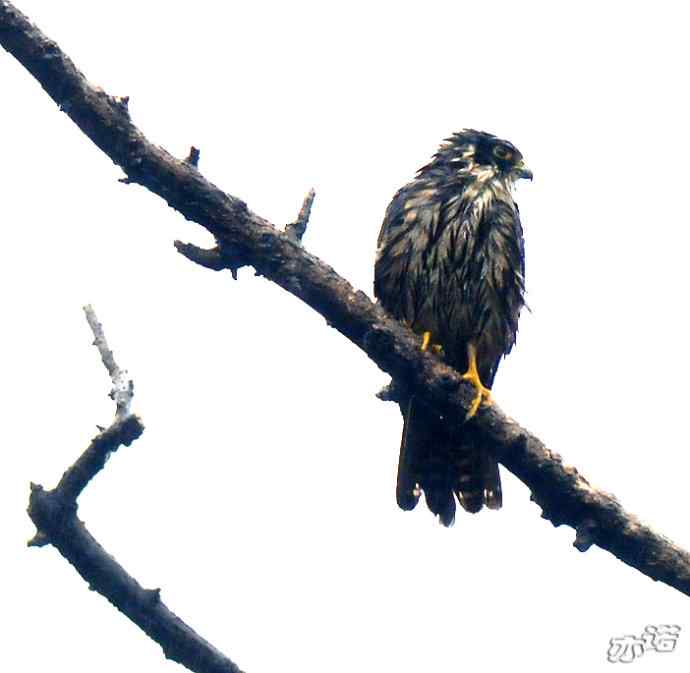圆明园 wbr路 wbr雨中的隼 圆明园 wbr路 wbr雨中的隼