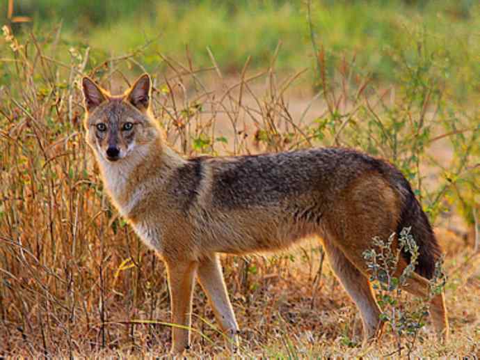 犬科:犬亚科犬属之金豺、黑背豺(胡狼类) 犬科:犬亚科犬属之金豺、黑背豺(胡狼类)