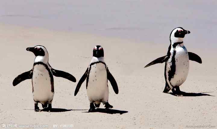 “七夕”话南非企鹅