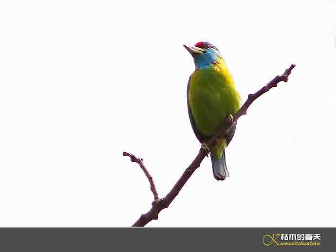 西双版纳拍鸟之一【实拍】