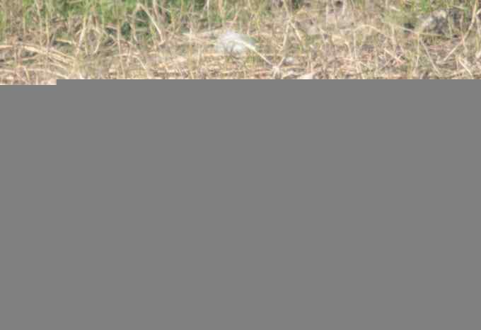 深圳拍鸟新纪录(5)——朦版褐翅鸦鹃(组图)