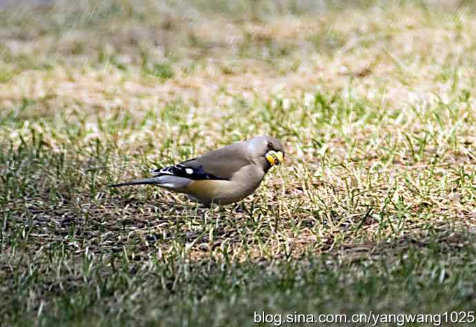 黑尾蜡嘴雀 黑尾蜡嘴雀