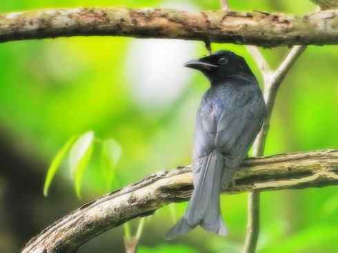 雀鸟也彪悍：黑侠（黑卷尾）