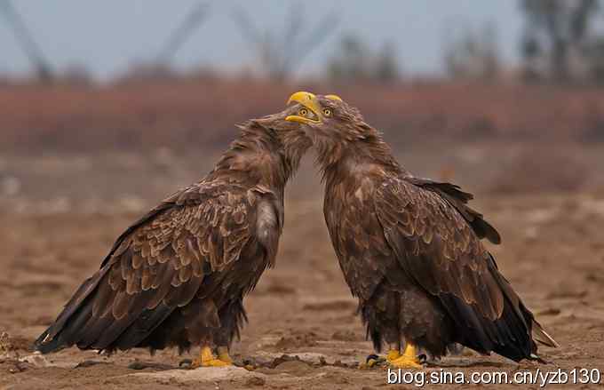 哥俩好鈥斺敽５裥值埽ㄗ橥迹11张图片）