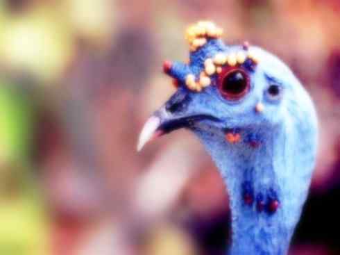 奇特的盔：眼斑吐绶鸡