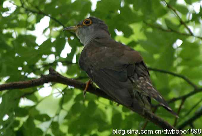 夏日欢鸣的四声杜鹃