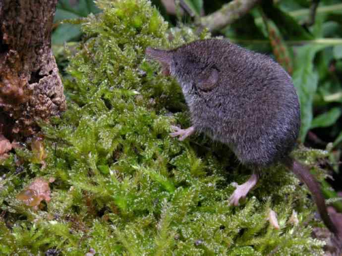 盘点十二大著名食蚁动物:食蚁兽 盘点十二大著名食蚁动物:食蚁兽