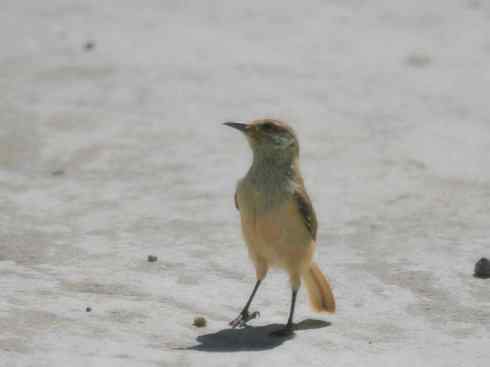另类鸟类建筑师之二（褐背拟地鸦、雪雀）