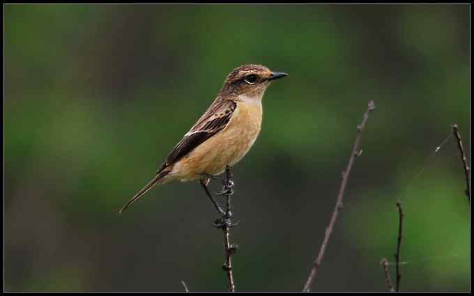 塘沽打鸟，新添八个新种（组图）