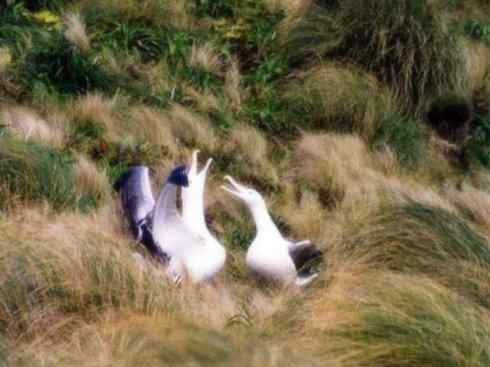 鸟类之最：漂泊信天翁