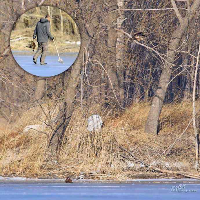 对黑耳鸢K07-012837的12次记录 对黑耳鸢K07-012837的12次记录