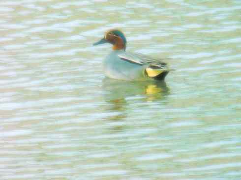 家禽驯化之源之十四