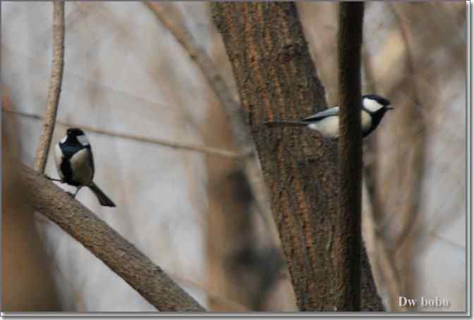 点击图片或使用键盘← →翻页