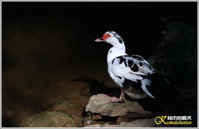 记录鈥満中佧l鈥潯菊掌