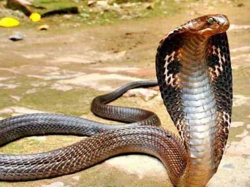 龙:传说的兽原型探秘(眼睛蛇类) 龙:传说的兽原型探秘(眼睛蛇类)