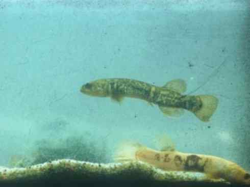 鱼类活化石：矛尾鱼