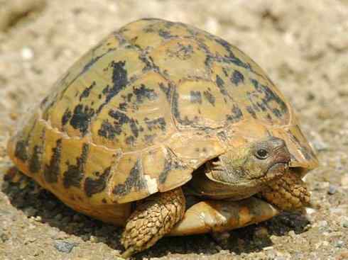 玄武：传说的兽原型探秘（象龟）