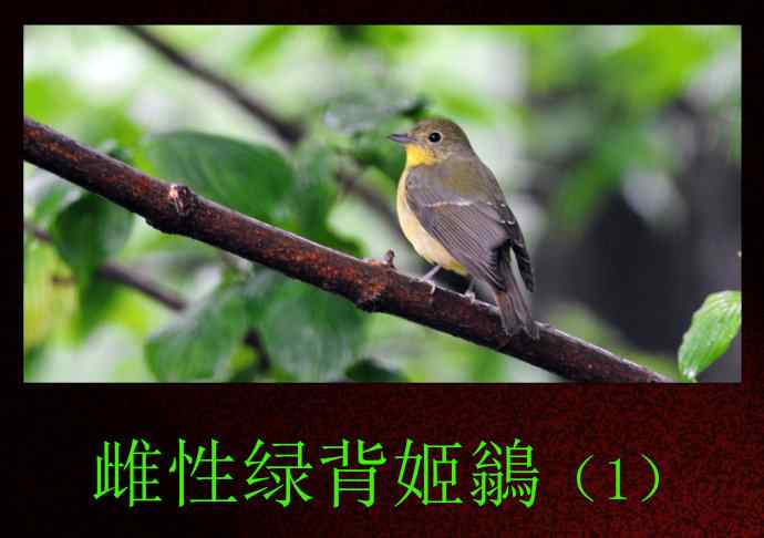 雌性绿背姬鶲（1）