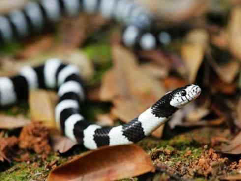 龙:传说的兽原型探秘(游蛇类) 龙:传说的兽原型探秘(游蛇类)