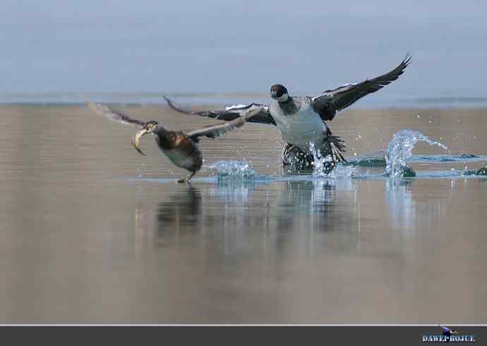弱肉强食：白秋沙追抢小 wbr口中夺鱼