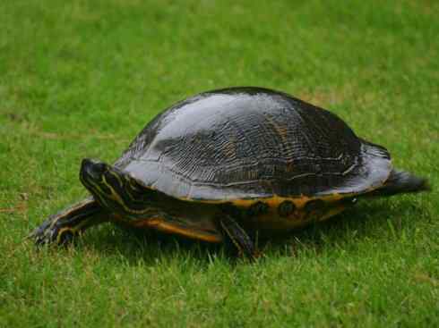 玄武：传说的兽原型探秘（水龟）