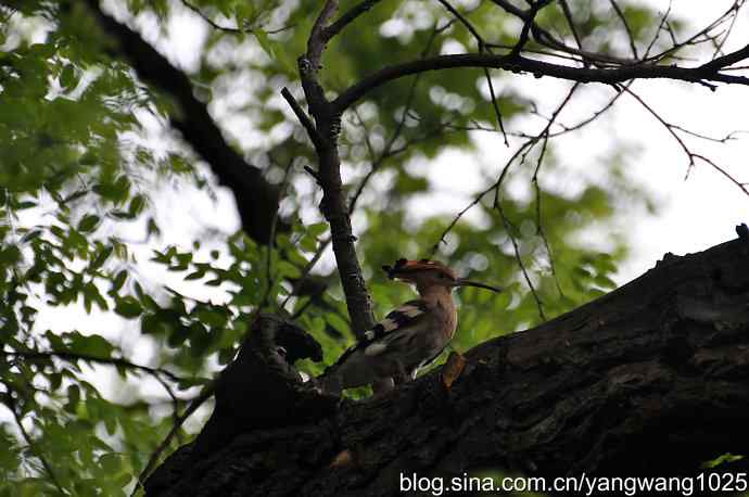 北京天坛公园的鸟类——父母的艰辛、儿女的期盼