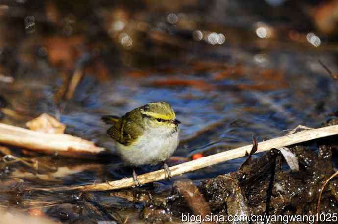 喝水的黄腰柳莺（1）
