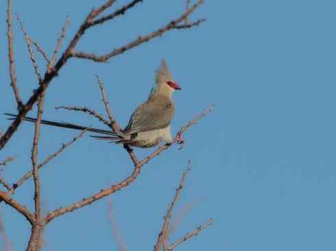 绝色攀禽：佛法僧目之佛法僧2