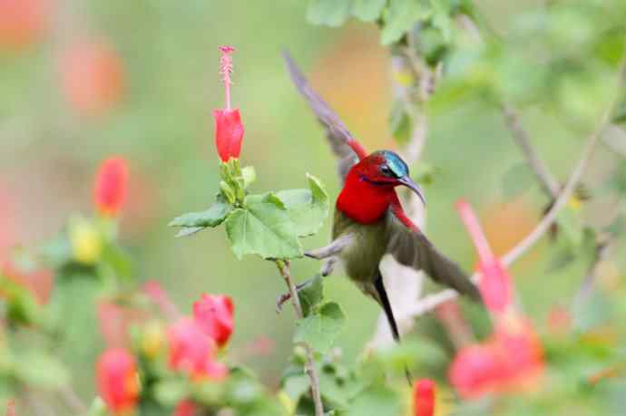 【版纳植物园三日 wbr新收获16种小鸟儿】 【版纳植物园三日 wbr新收获16种小鸟儿】