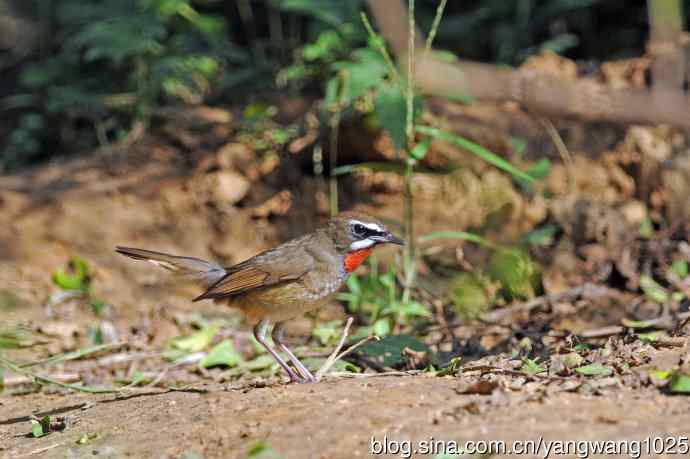 雄性红喉歌鸲（21）