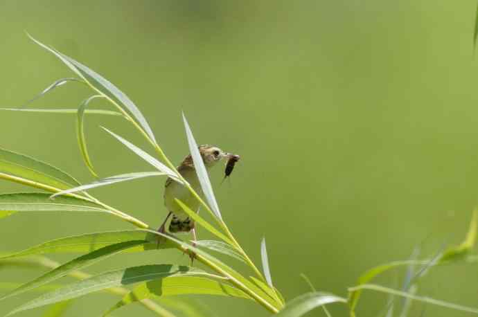 鸟荒时节的新宠 鸟荒时节的新宠