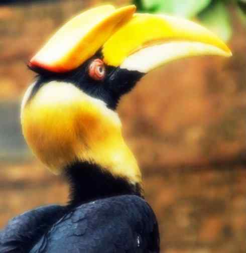 奇特的盔:盔犀鸟 奇特的盔:盔犀鸟