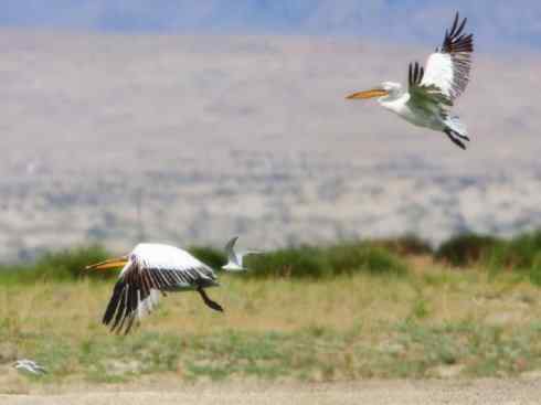 猎奇：奇特的鸟喙之十