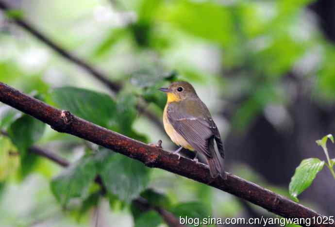 雌性绿背姬鶲（3）