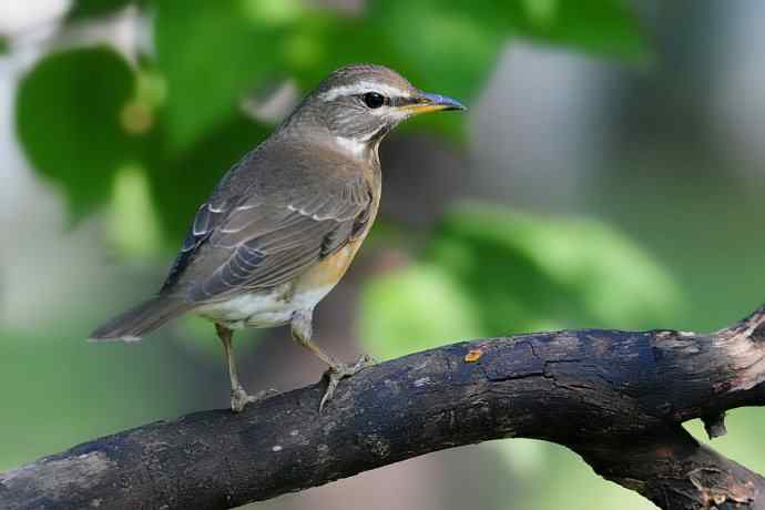 【新鸟】黑胸鸫和乌灰鸫