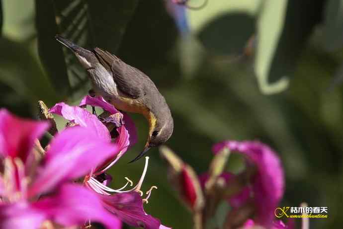 美丽邂逅鈥斺斪仙勰