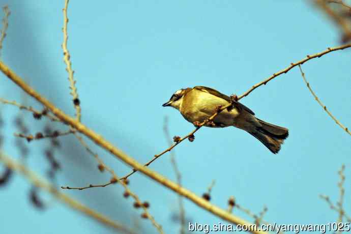 白头鹎（杂片）