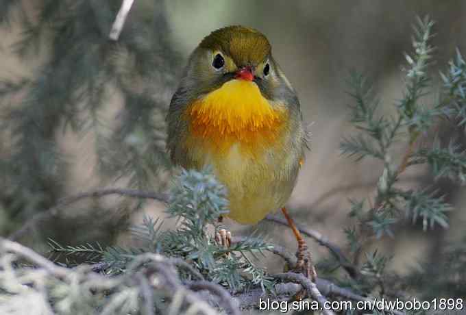 相思趣拍 贺三八国际妇女节