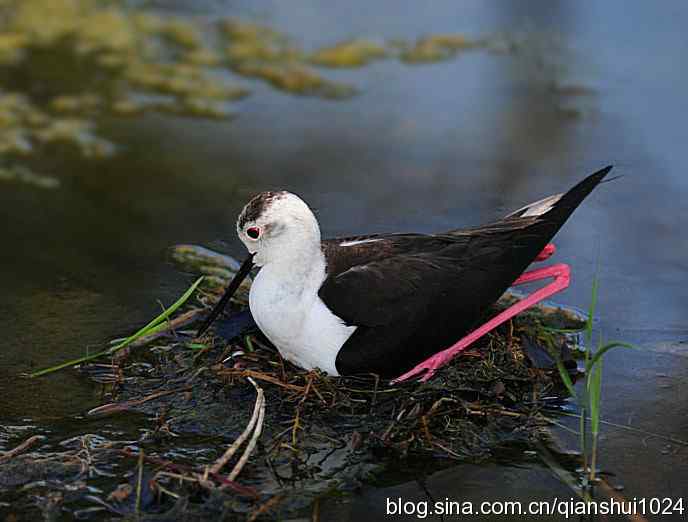 美丽优雅黑翅长脚鹬,就要当爸爸妈妈了